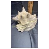 Conch shell