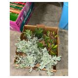 Assorted Artificial Succulents and Plants in Box