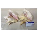 2 conch shells