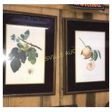 Pair of fruit prints