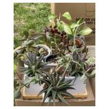 House Plants