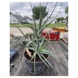 Large Aloe Plant