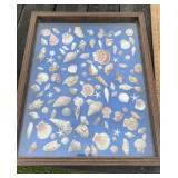 Framed Seashells