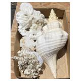 Coral and Shells