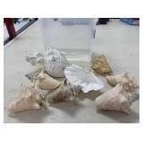Conch Shells