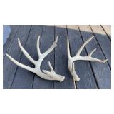 Deer Antlers