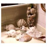Collection of Large Shells with Tall Vase Collection of Large Shells with Tall Vase