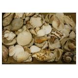 Variety of Sea Shells