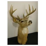 Typical White Tail Deer Mount