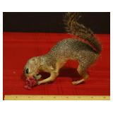 Taxidermy Ground Squirrel