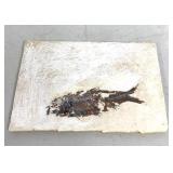 Fossilized 3 1/2' Knightia Fish