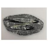 Orthoceras Fossil Set 4' x 7'
