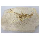 Diplomystus Fish Fossil