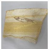 Knightia Fish Fossil