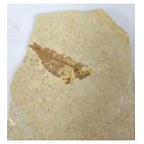 Knightia Fish Fossil
