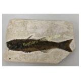 Knightia Fish Fossil