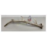 4 Point Elk Antler Approx 2.5 Lbs