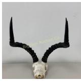 African Impala Skull w/ Horns