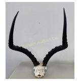 African Impala Skull w/ Horns