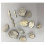 Heart Urchins, Sea Snail Fossils 10 PC Lot