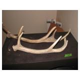 Misc deer horns