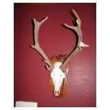 Deerhead with horns