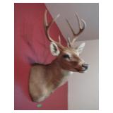 Monted deer mont-white tail