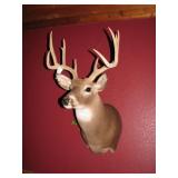 Monted Deer-white tail