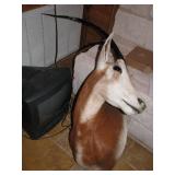 Monted deer mont