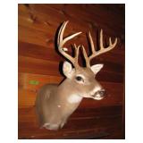 Monted Deer head