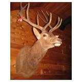 Large monted Elk head