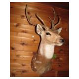 Monted Axis animal head