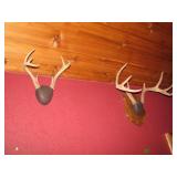 Pair of deer horns