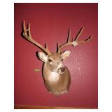 Monted Deer