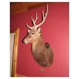 Monted Animal head