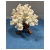 White Coral on display
