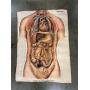 Vintage chart of chest & abdomen 28" x 20"