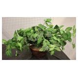 BASKET OF IVY