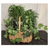 BASKET OF IVY