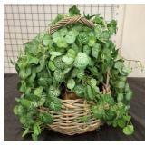 BASKET OF IVY