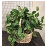 BASKET OF IVY