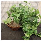 BASKET OF IVY