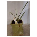 Exotic Angel Plant in Twisted Ceramic Planter