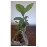 Loquat Plant and other plant in Containers