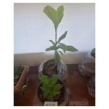 Potted Live Loquat And Other Live Plant