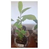 Live Loquat Plant and Other Live Plant