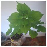 Live Hydrangea Plant in Plastic Pot
