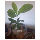 Live Loquat Tree in Starter Pot