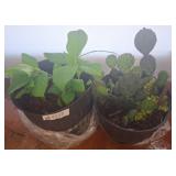 Live Hydrangea and Cactus in Plastic Pots