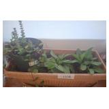 Potted Black-Eyed Susans and Flowering Plant
